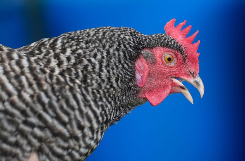 “Bluey” is a retired, sentinel chicken used for public outreach by Sarasota County Mosquito Control. Sarasota County uses barred rock chickens throughout the county to monitor for mosquito-borne illnesses, as the chickens develop antibodies four times faster than humans.