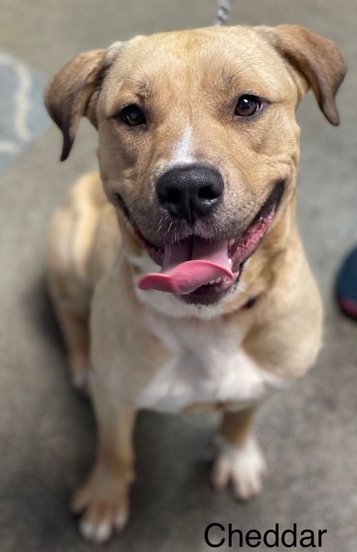Cheddar