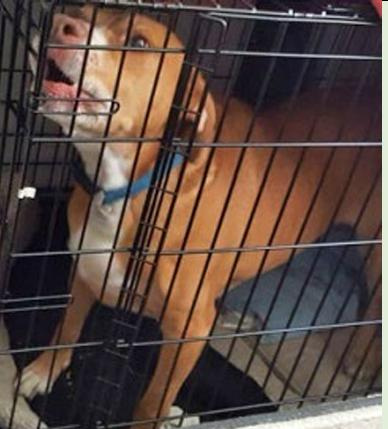 Marley is on Volusia County's list of dangerous dogs, but he is listed as missing.