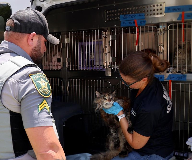 Olga Murphy, 62, and her husband Igor Mursalimov, 54, face felony animal cruelty charges after authorities said they found more than a dozen dead cats and dozens suffering from illnesses at their home.