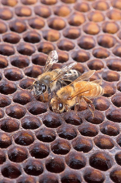 An Africanized honey bee (left) and a European honey bee on honeycomb. Despite color differences between these two bees, mostly they can’t be identified by eye.