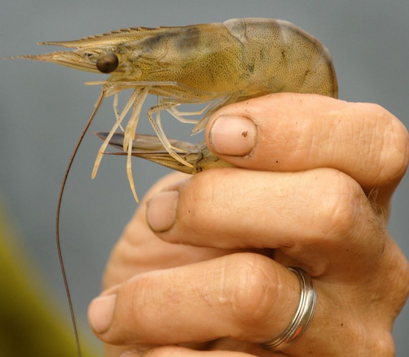 White shrimp are summertime regulars on the floor of the Halifax River, and this year the biggin's have come along.