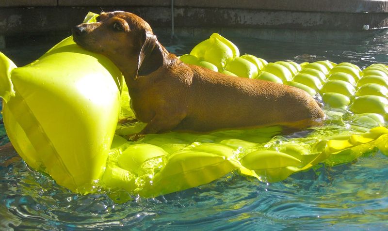 A Dachsund hanging out on a pool float.