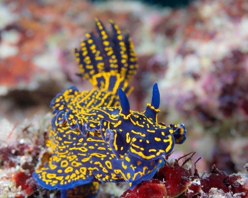 Photo of a nudibranch featured at the Bailey-Matthews National Shell Museum.