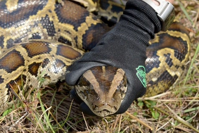Spotted a Burmese python, other nonnative snake, tegu or monitor lizard? Report your sighting to our Invasive Species Hotline at 888-Ive-Got1 (483-4681).