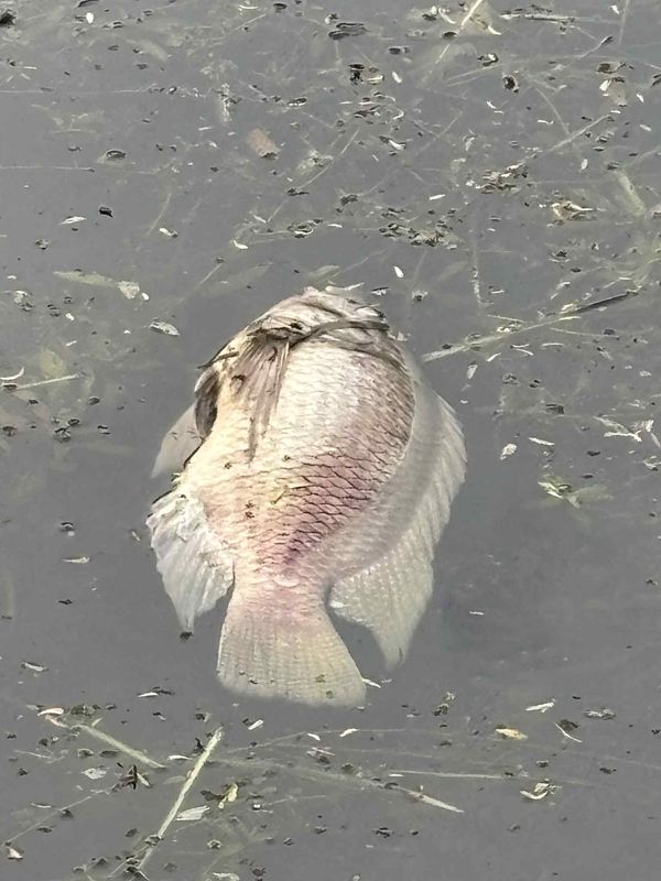 Port St. Lucie residents reported a massive fish kill in the Elkcam Waterway, a canal off the North Fork of the St. Lucie River, the week on June 17, 2025.