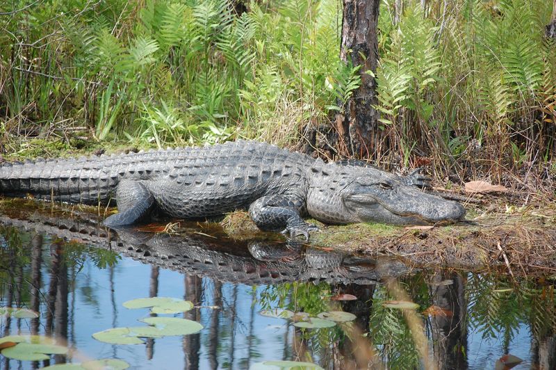 Alligator are common in the Okefenokee National Wildlife Refuge. This one sits in the sun alongside Swamp Island Drive in this undated photo.
