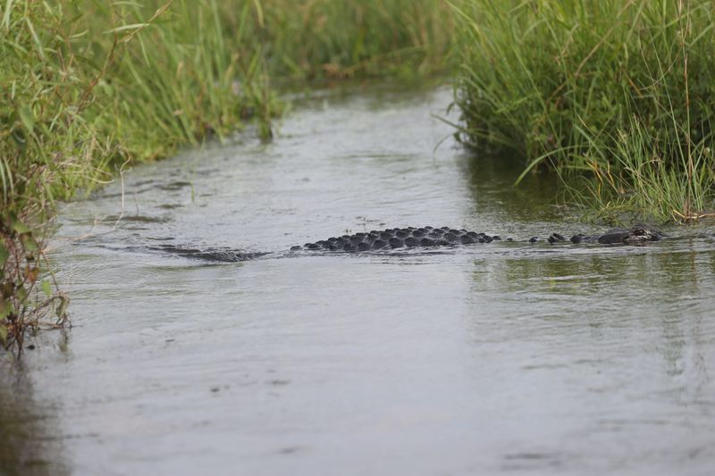 Scenes from the Everglades on June 14, 2024. Three days of heavy rains saturated the south Florida with more than a dozen inches falling on parts of the Everglades including Big Cypress National Preserve.