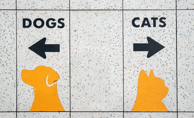 Arrows on the floor direct visitors for adoptions inside the Lesly L. Smith Pet Adoption Center at Peggy Adams Animal Rescue League on June 12, 2025, in West Palm Beach, Florida.