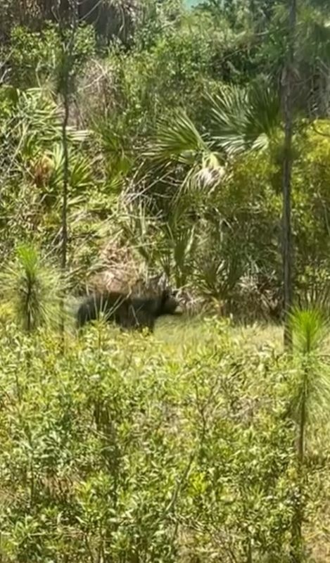 Bears roaming on FGCU's campus from June 23-24, 2025 led to the university alerting students and faculty.