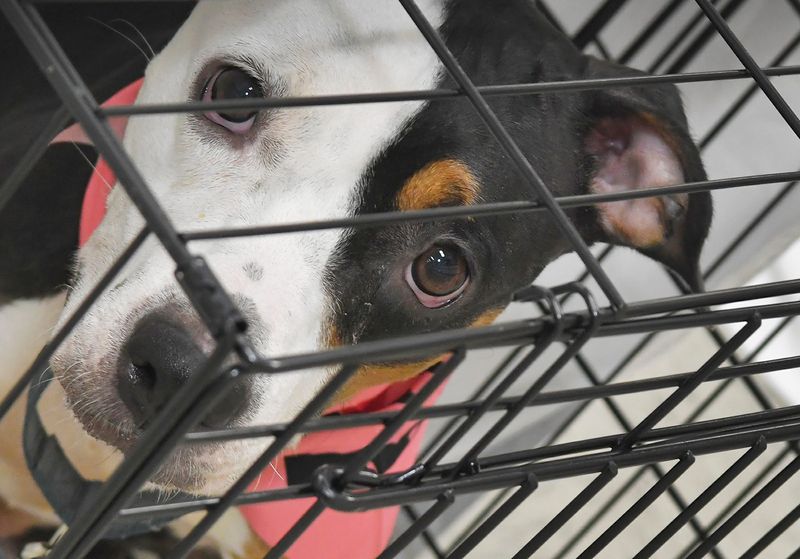 Milly is from the BCSO Animal Care Center. Adoption fees are waived at the Petco Love Florida MEGA Pet Adoption event being held at various locations all over the state. The Melbourne one is 10 a.m.-5:00 p.m. on June 27-28 at the Azan Shriners Center at 1591 W. Eau Gallie Blvd., and includes dogs and cats of the SPCA of Brevard and Brevard County Sheriff’s Office Animal Services.
