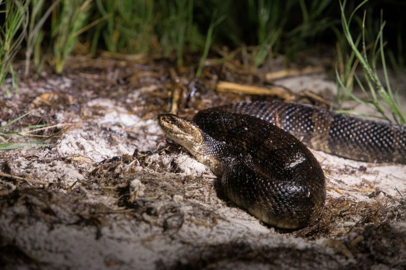 A cottonmouth snake on a beach at Seahorse Key. The cottonmouth is one of the native Florida venomous species, which include five pit vipers: three rattlesnakes, the cottonmouth, and the copperhead.