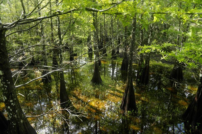Scenes from Six Mile Cypress Slough Preserve asa light rain falls on Thursday, July 3, 2025. The wet season is in full swing in Southwest Florida as daily rains saturate the area.