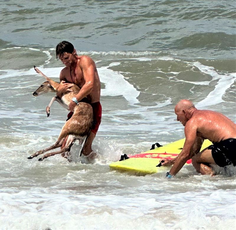 Flagler Beach Ocean Rescue lifeguards rescued a deer from the surf and some sharks on July 6, 2025.
