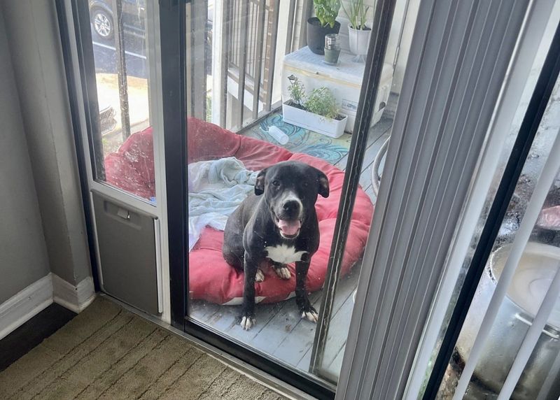 A dog rescued from a trash compactor in Daytona Beach gets care and love from Heather Jones, who with her husband, got the animal out of the trash container.
