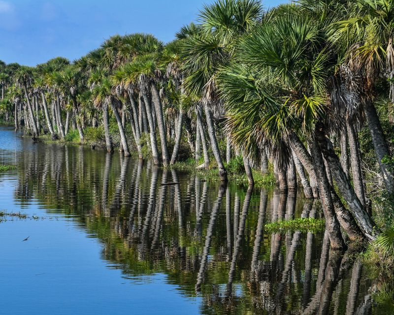 Palm trees lines the banks of the St. Johns River in the Blue Cypress Conservation Area.