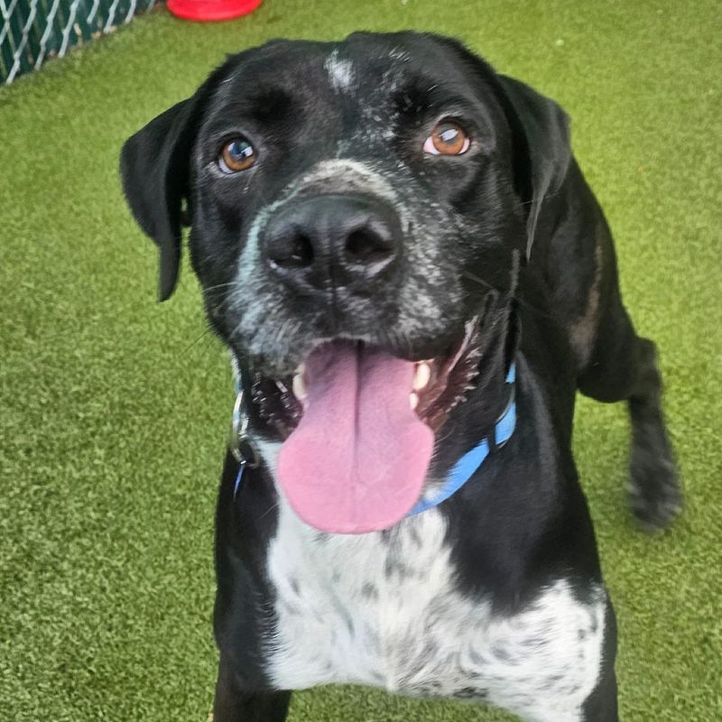 Looking for a trip to Cloud Nine? Forget the sky and venture out to SPCA Florida’s Adoption Center to meet the earthly canine named Cloud. Tap into Cloud’s wheelhouse where wiggles and water sports excel. After your playdate, meet his bestie, Baby Girl, the other half of this bonded pair. Double the love. Double the cuddles. Double the fun. These two personify loyalty to the max, to one another and to their people. So, settle into your sweet spot in the middle of the couch with a dog snuggling on each side of you. That’s a guarantee you’ll be transported to Cloud Nine.