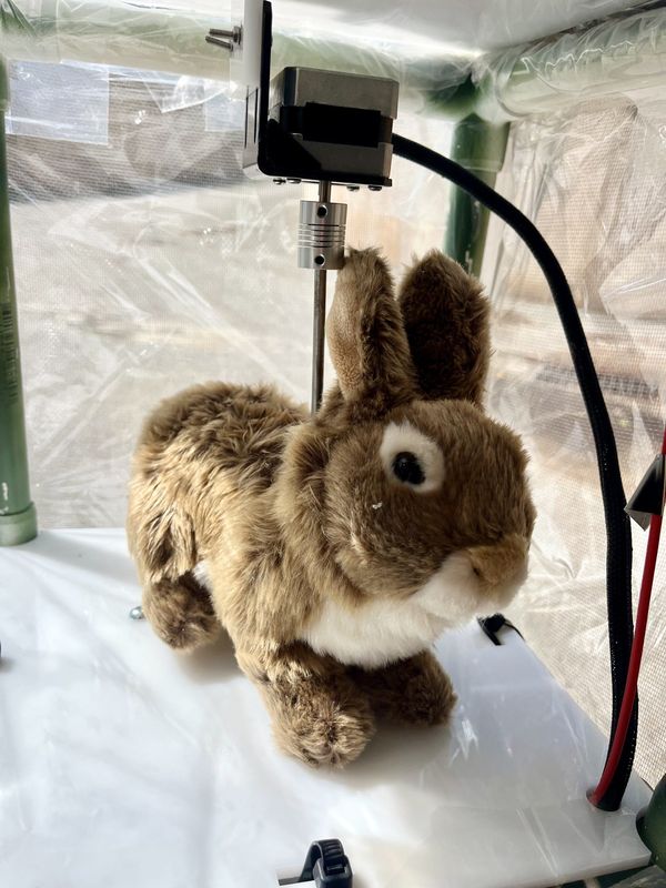 The University of Florida is testing if a stuffed mechanical rabbit with a heater that mimics a rabbit's body temperature will attract invasive Burmese pythons.