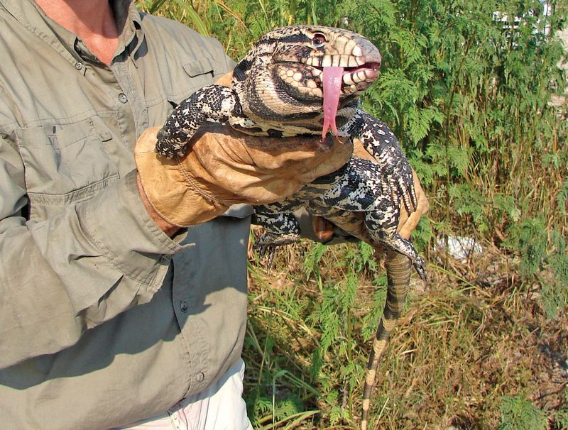 Black-and-white Argentine tegus are one of the newer invasive critters in Florida, having been released via the pet trade shortly after 2000.