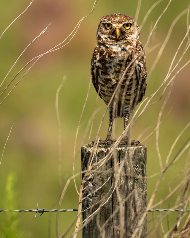 This burrowing owl looks at the camera. Taken just off Alico Road in Fort Myers with Nikon Z9 and Nikon 700mm lens (500mm lens + 1.4x teleconverter).