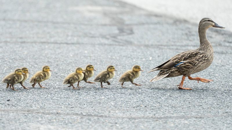 Ducklings follow their mother after being reunited in Englewood on Wednesday, July 16, 2025. The ducklings were stuck in a storm drain and rescued by the Englewood Fire Department.