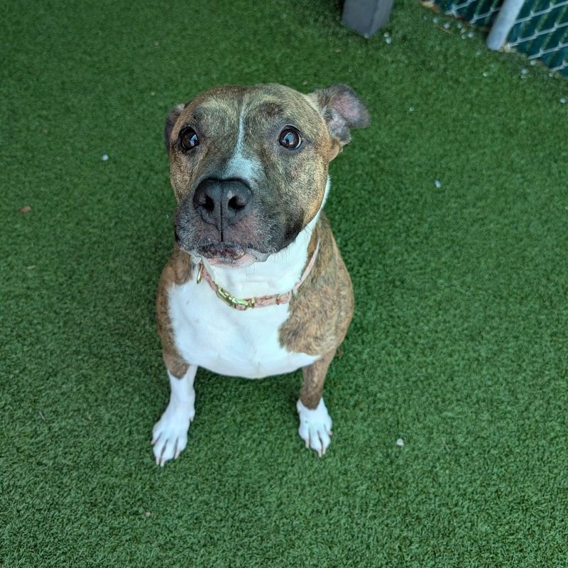In the mood to meet and adopt an American Staffordshire mix whose Irish name denotes strength and energy? You’re in luck because Hennessey checks both of those boxes plus more, including a friendly demeanor toward kids and canines. Show her a water feature ― hose, pond, pool or even puddle ― and she’ll shimmy and shake to showcase her skills for over-the-top entertainment. She’s happiest when she cuddles and shares her licks and love with her people so stop by and meet this personification of sweetness and take her home.