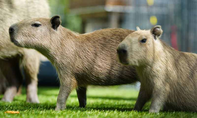 Sarasota's Big Cat Habitat Conservation and Education Center now has two, eight-week-old, unnamed capybaras. Mom, Taylor named after Taylor Swift, keeps close to her pups during a meet and greet of the newborns. Name the newborns by submitting your ideas to info@bigcathabitat.org and for more information visit bigcathabitat.org to volunteer, donate or sign up for Capybara Yoga, their newest Wild Yoga class.