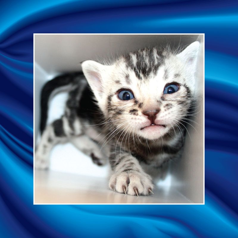 St. Augustine August Events