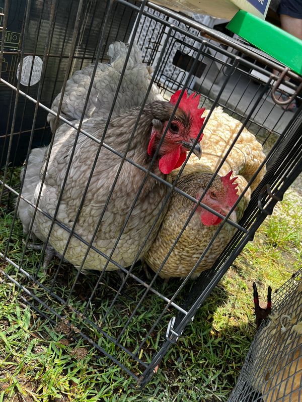 Brevard County could expand rules on backyard chickens in unincorporated parts of the county.