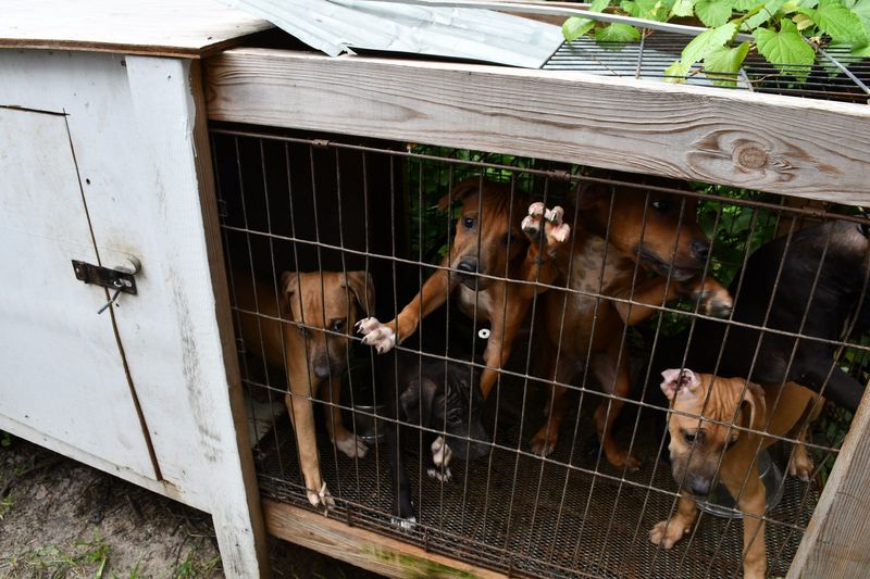 A total of 29 dogs were removed from a residence in DeLand where the owner was arrested for animal cruelty and dog fighting Wednesday, July 23, 2025.