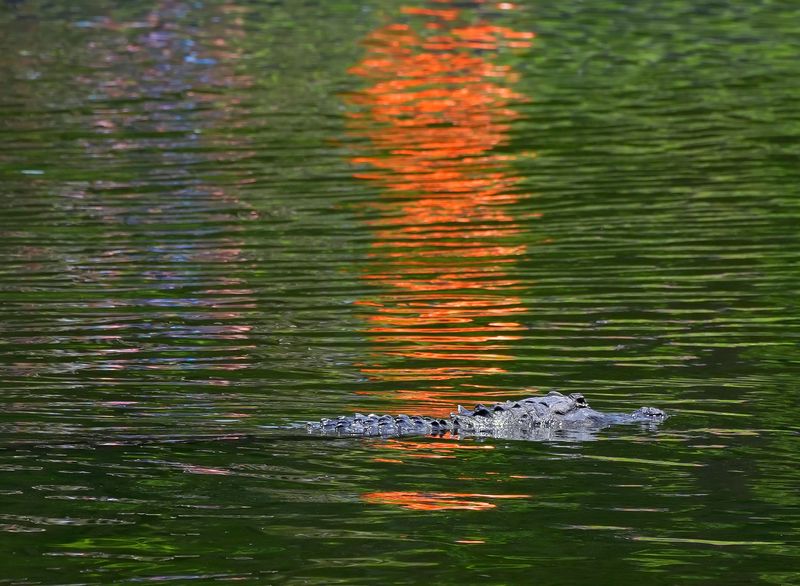 An alligator cruises through the reflection of a bright orange float in Spring Garden Lake next to DeLeon Springs State Park, Tuesday, June 17, 2025.