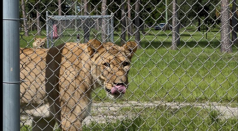 Female lioness, Mashika, age 2, licks her nose before playing with the other lionesses in the enclosure after they have completed the Princeton study experiment for the day at Lion Country Safari on July 16, 2025. 
FRANCESCAABARCA/PALMBEACHPOST