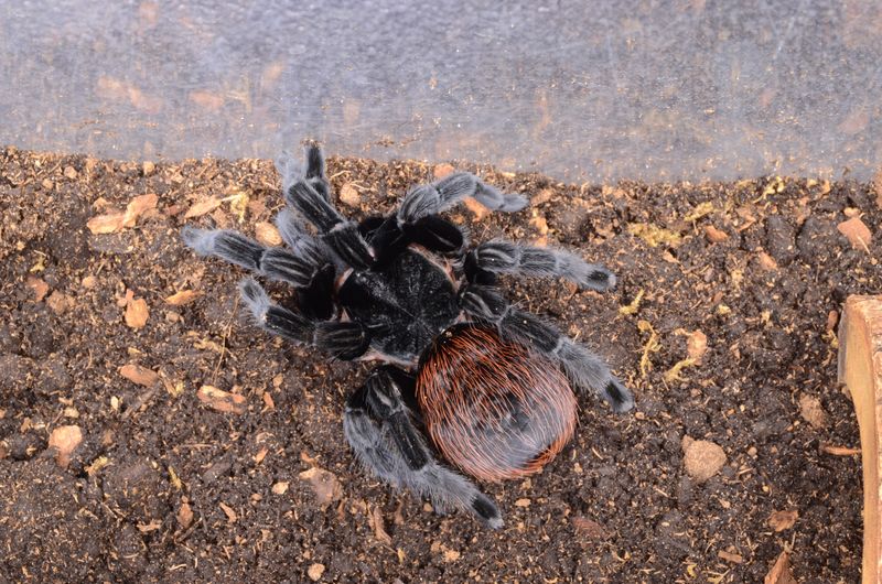 UF/IFAS shares photo of a Mexican red rump tarantula, specifically a newly molted individual. These tarantulas are native to Central American and are an invasive species in Florida. Courtesy, UF/IFAS