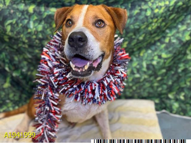 Ricco, The Palm Beach Post Pet of the Week