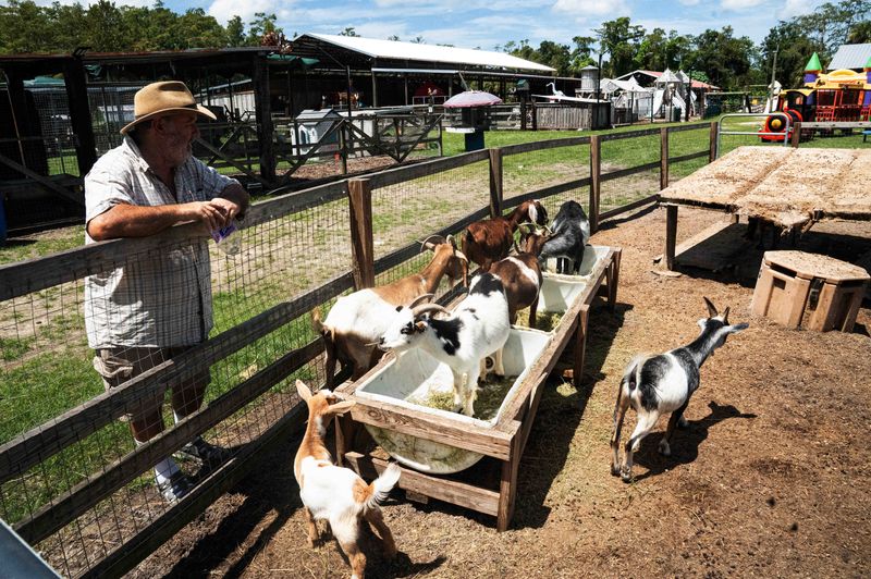 Luc Goemaere looks over some goats at Good Mood Ranch in Collier County on Friday, Aug. 1, 2025. Good Mood Ranch has been facing regulatory problems, stemming from a neighbor's complaints.