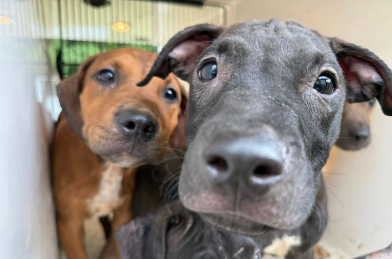 Twenty-nine dogs recently rescued from an animal cruelty investigation near Deland have been examined by a vet and are now available at Lake County Animal Shelter in Tavares.