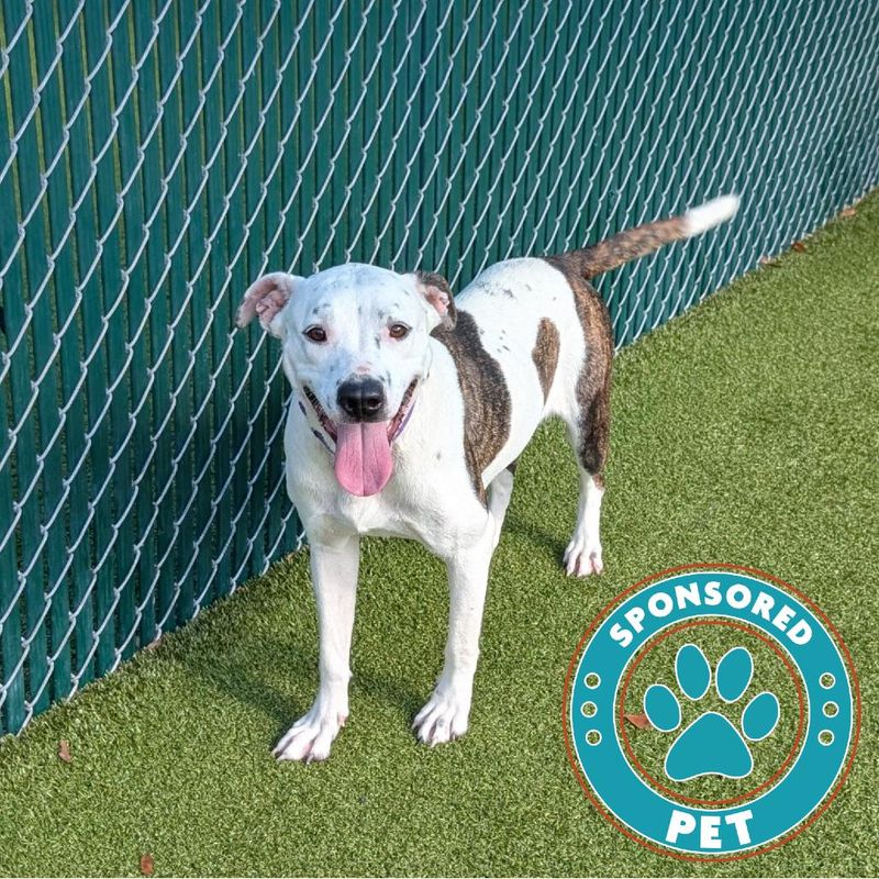 Fast food associates are encouraged to upsell side dishes when customers order. A common question, “Would you like (fill in edible selection) with that?” How ‘bout a French Fry, yes, one tater, with your meal for SPCA Florida’s Pointer Mix whose main course includes cuddles and leash walks. Toys and treats amp up her cooperation and will motivate her to ditch her shyness. Don’t place your order online or at the drive-thru. Come to the Adoption Center and enjoy your encounter before you take French Fry home.