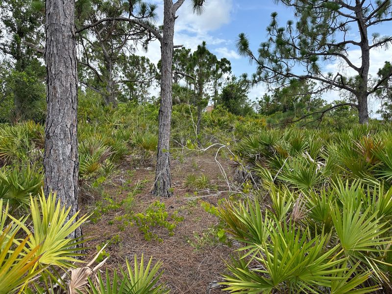 The Environmental Conservancy of North Port and Surrounding Areas has until Sept. 5 to raise $15,000 to purchase this parcel, Lot 8 on Clearwater Street in Englewood, which is in an area rich with wildlife, including Florida Scrub-Jay.
