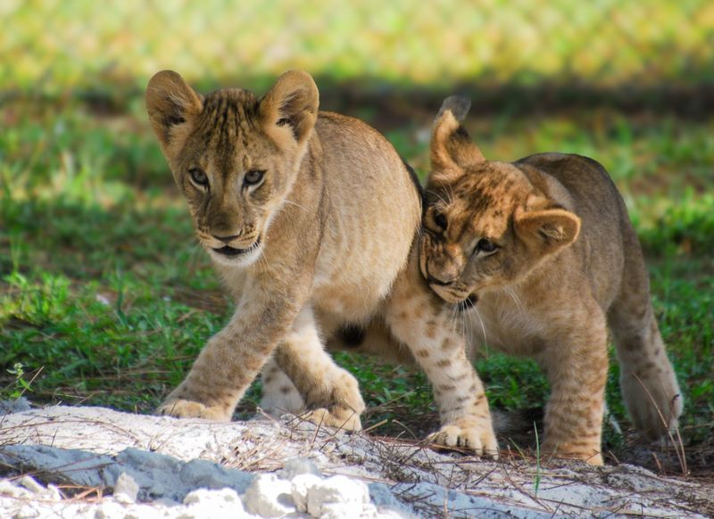 Lion cubs Adari (left) and Zarina (right) play with each other in their new habitat at Lion Country Safari.