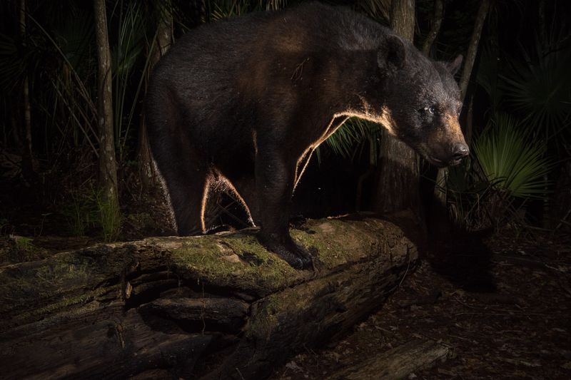The Florida Black Bear provided the inspiration and motivation for Ward and his work on the Florida Wildlife Corridor.