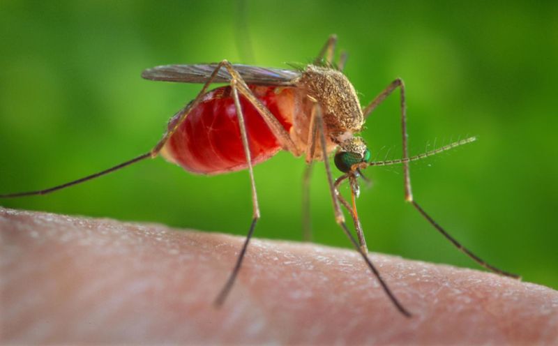 The southern house mosquito, originated from Africa, transmits West Nile virus from birds to humans globally and in Savannah. It can be found in cities and suburbs, and has adapated to breeding in stagnant water sources including storm drains.