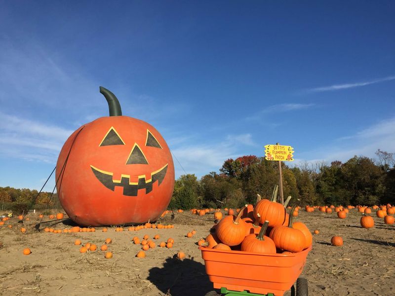 Indian Acres Tree Farm in Medford offers a lot of fall activities, including pumpkin picking.