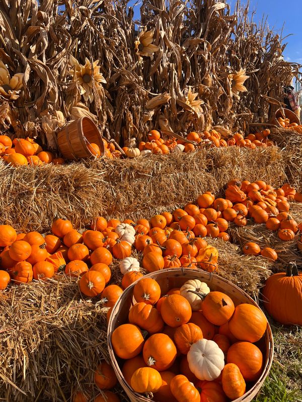 Find your perfect pumpkin on Saturday, Oct. 25 at the Pumpkin Pop-Up at The Shops at Boca Center.