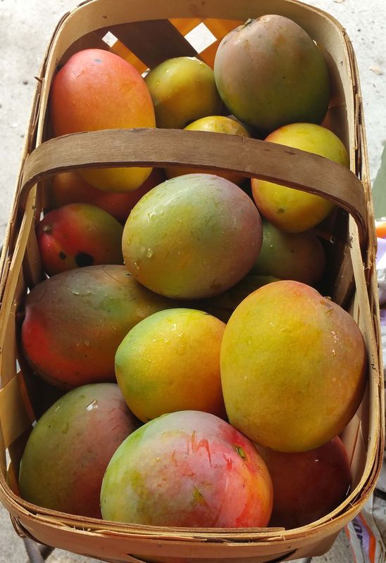 Mangoes are a favorite fruit to grow as there are many varieties to choose from and they do well in South Florida.