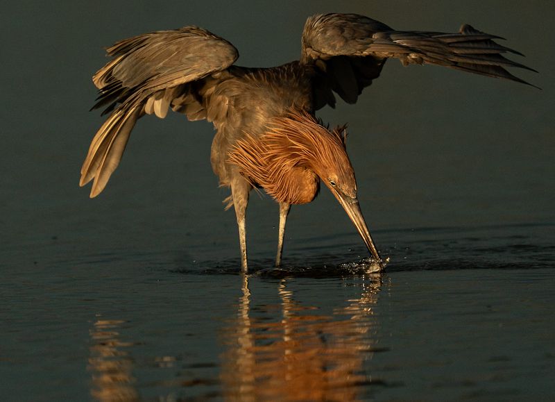 Low tide at Bunche Beach in south Fort Myers is for the birds, or at least on this particular evening it was. On a recent evening, a tidal pool left by a receding tide left behind a palette of dining options for the area's wading and shore birds. A lone roseate spoonbill was illuminated by the setting sun while two reddish egrets, several snowy egrets, a great egret and several black skimmers fed nearby. As the sun set, a yellowish, pink hue settled over the landscape creating stunning views. Photographed on August 7, 2025.