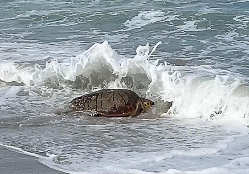After a two month stay at the Brevard Zoo's Sea Turtle Healing Center, a 230-plus-pound loggerhead sea turtle was released back to the ocean on Wednesday, September 3 at Howard Futch Memorial Park. Named after the matriarch from "Leave It to Beaver," June Cleaver the loggerhead was found struggling to lay her eggs on Melbourne Beach. After rest, good nutrition and care, she eventually laid more than 113 eggs in her Healing Center pool. Those eggs were given to biologists to bury on the beach, where they remain incubating.