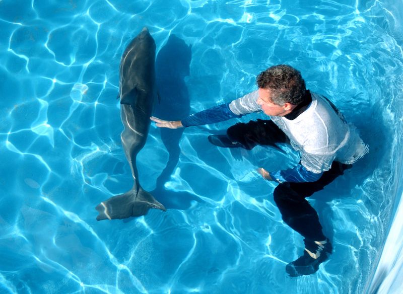 Bob Wendt, a volunteer with Mote Marine's Dolphin and Whale Hospital, monitors "Taz", a six-month-old, male, bottlenose dolphin calf on Thursday, Jan. 20, 2011. "Taz" was found, stranded on a sandbar in the Ding Darling National Wildlife Refuge on Sanibel Island on Jan. 13th. He was rescued by Fish and Wildlife Conservation Commission biologists and brought to Mote Marin. ÒWe have someone with him at all times, and Taz has the option to interact with them if he chooses,Ó said Gretchen Lovewell, Manager of MoteÕs Stranding Investigations Program. ÒBecause dolphins are social animals, this encourages natural behavior.Ó (Jan. 20, 2011; Herald-Tribune staff photo by Mike Lang)