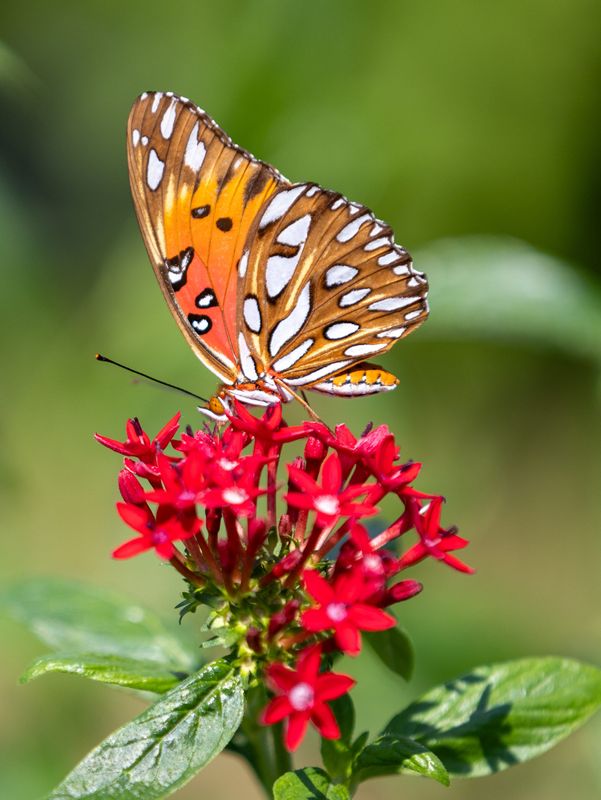 A butterfly enjoys the verbena during the 2025 Fall Plant Sale on Sept. 19, 2025, at the UF Cultural Plaza near the Florida Museum in Gainesville. The sale features more than 7,000 plants across 350 species. The sale continues Sept. 20 from 10 to 2 p.m.
