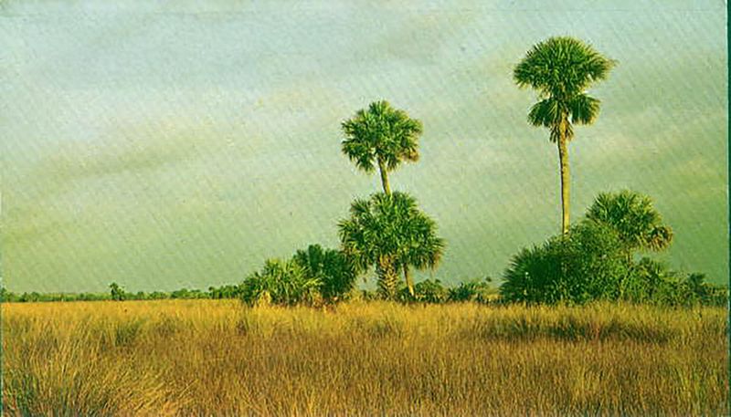 A historic postcard promoting The Everglades.