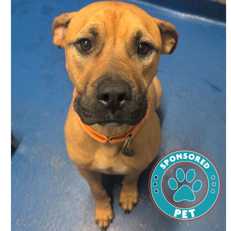 Meet Mack, a 5-year-old Mastiff mix with soulful eyes and a bark that rolls like he learned it in Spanish. This gentle giant loves a daily workout, playtime and plenty of cuddles. He’s a willing learner who could use some positive reinforcement (especially to curb his snack-inspired counter surfing). Mack is neighborly with people, a little selective with dog friends and brings a whole lot of love and laughter wherever he goes.